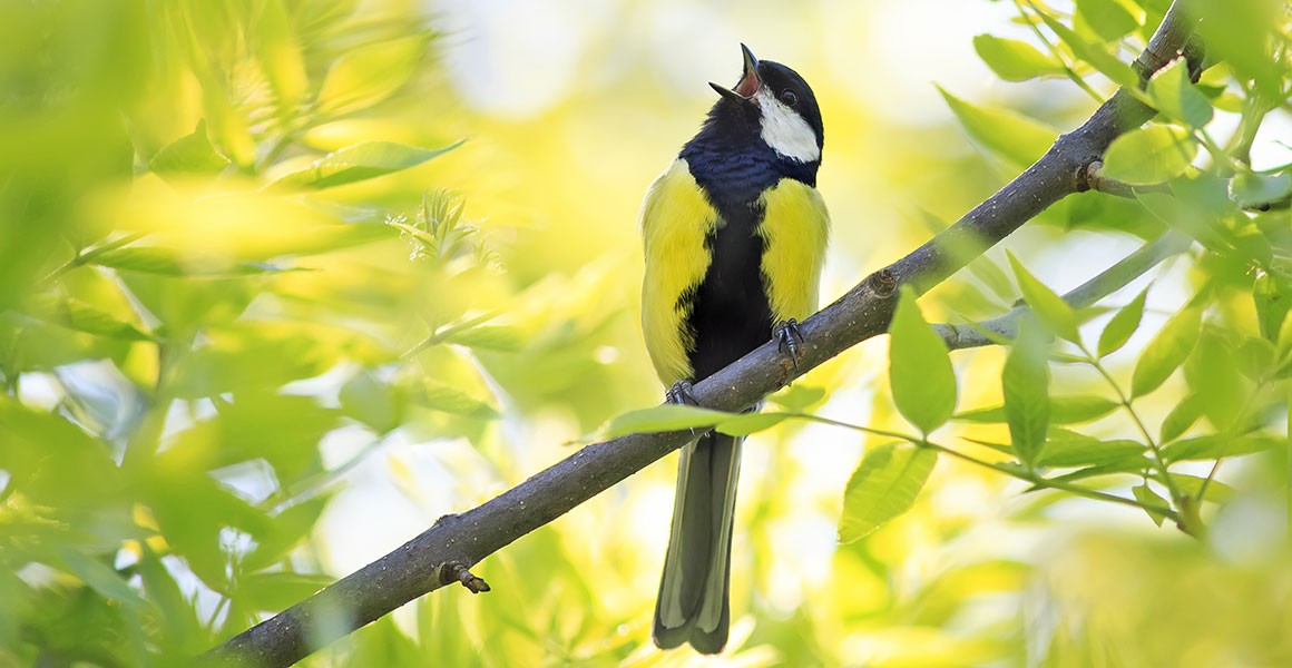 Songbird